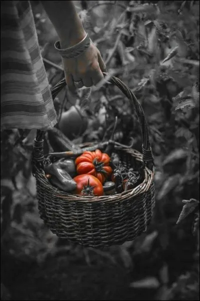 Comment se nomment les grosses tomates plissées ?