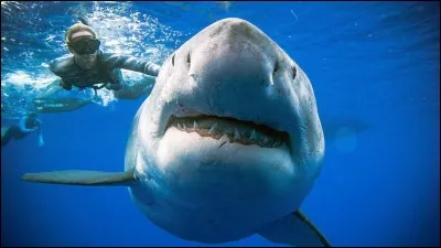 Le requin est...