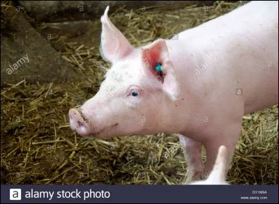 Quelle association lutte pour le bien des animaux ?