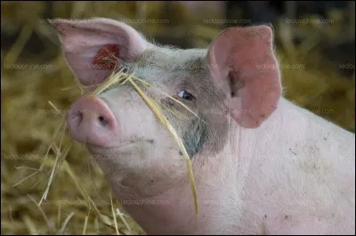 Qu'est-ce qui ne nuit pas au bien être animal ?