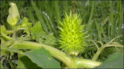 Quel est le surnom du "datura", plante hautement toxique ?