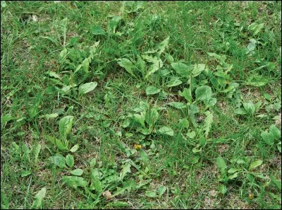 "Je suis de la mauvaise herbe, braves gens, braves gens,
c'est pas moi qu'on rumine et c'est pas moi qu'on met en gerbe... " Qui est l'auteur de ces paroles ?