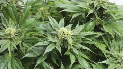 La marijuana appelée également "herbe" est tirée de quelle plante ?