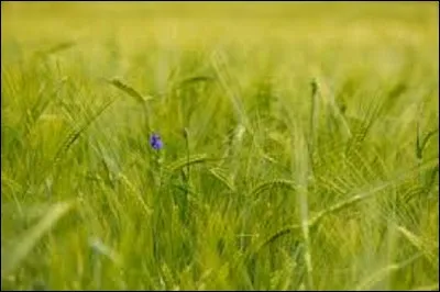 Qui est l'auteur du roman "Le Blé en herbe" ?