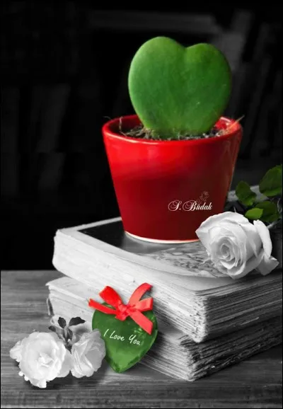 Dans la chanson de Dutronc, où n'y a-t-il pas des cactus ?