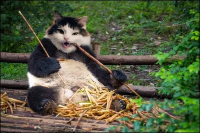 Quels animaux préfères-tu ?