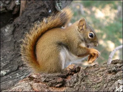 Le premier jour de chasse de Nuage Bleu, elle attrape un écureuil aussi gros qu'elle. Pour récompense, elle a le droit...