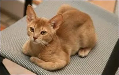Ce chat est un Abyssin.