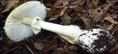 Toxiques ou délicieux ?