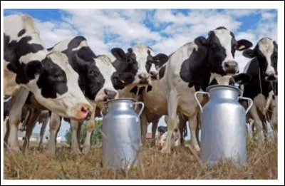 Selon les experts, certains agriculteurs font en sorte que leurs vaches soient belles lors des concours. Ils scellent les tétines des animaux avec de la colle pour qu'aucune goutte de lait ne s'échappe de manière à ce que les mamelles soient plus gonflées. D'après vous ?