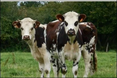 La vache normande fait partie intégrante du patrimoine et elle s'exporte au-delà de la France depuis la fin du XIXe siècle. On la trouve en Amérique du Sud, au Brésil, en Colombie etc...Quelle est la particularité de la vache Normande ?