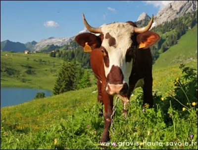 Selon la légende venue de l'Abbaye de Montserrat, la recette aurait été introduite en 1265 dans le monastère par Vacarinus, un frère vacher. Quel est le nom de ce fromage qui est produit dans le Jura, en Savoie mais aussi dans le comté de Fribourg en Suisse ?