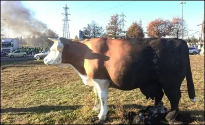 Les vaches de ce rond-point ont été installées en novembre 1989 pour symboliser la Normandie. Dans quelle ville se situe le rond-point des vaches ?