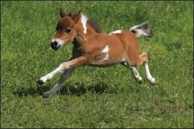 Est-ce possible qu'un cheval/poney s'accouple avec un zèbre ?