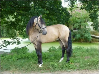 Qu'elle est cette race ?