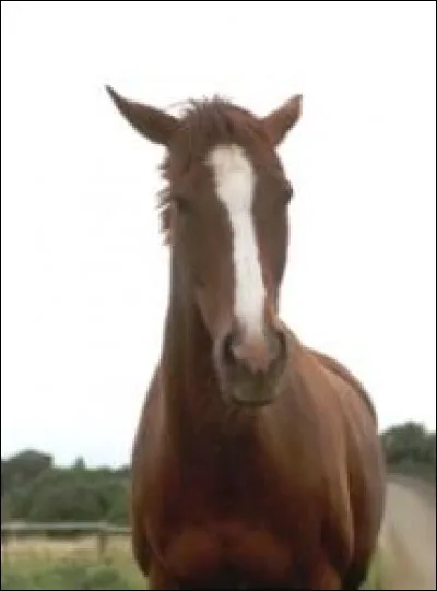 Quand ses oreilles sont tombantes et sur le côté le cheval est :