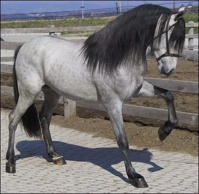 Ce cheval a une robe :