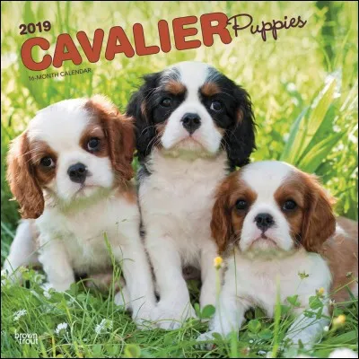 Qui est surnommé "Il Cavaliere" ?