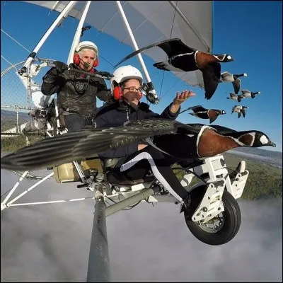 Qui demande d'ouvrir la cage aux oiseaux ?