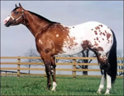 Quelle est la race de ce cheval ?