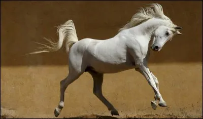 Quelle est la race de ce cheval ?