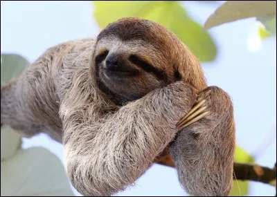 Quel est ton animal totem ?