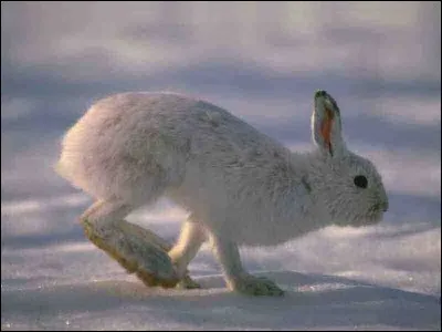 Blanc comme neige oui ! Mais une partie de son corps demeure noire, laquelle ?