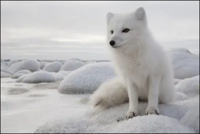 De quelle couleur est le renard polaire en été ?