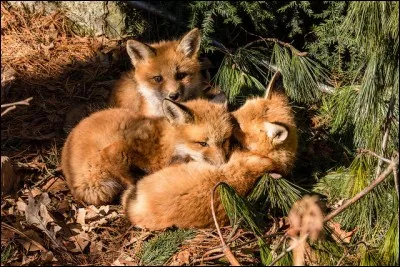 Les petits renardeaux naissent-ils, en général durant l'hiver ?