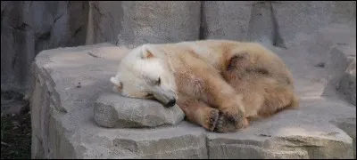 L'ourse polaire n'a pas été sage cet hiver, elle a fait des petits avec un grizzly ! En voici un : Comment nomme-t-on cet hybride ?