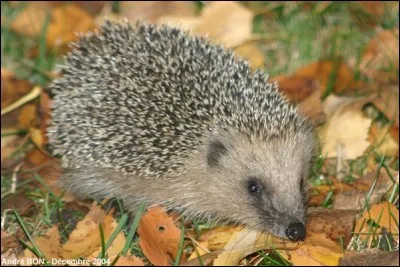 Quel est le comportement du hérisson en hiver ?