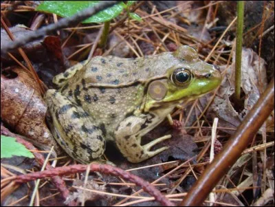 Quant à la grenouille, je vous le dis : elle hiberne. Mais où hiberne-t-elle ?