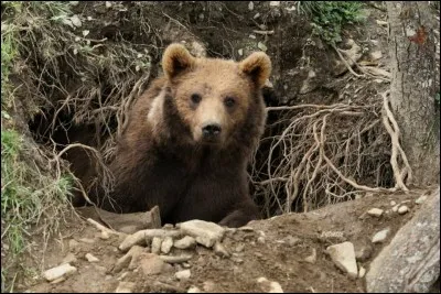 L'ours est-il un hibernant ?