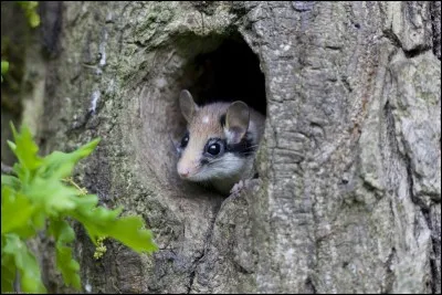 Quant au loir, selon le vieux proverbe, il dort ! Mais comment ?