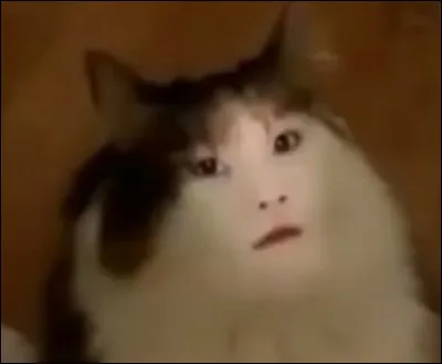 A qui ressemble ce chat ?