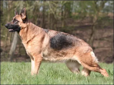 Quel est le nom de cette race de chien allemand ?