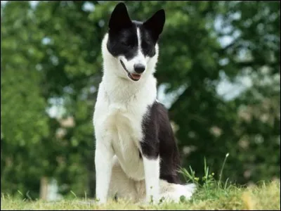 Quel est le nom de cette race de chien russe ?