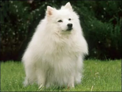 Quel est le nom de cette race de chien japonais ?