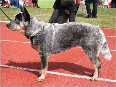 Quel est le nom de cette race de chien australien ?