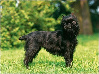 Quel est le nom de cette race de chien belge ?