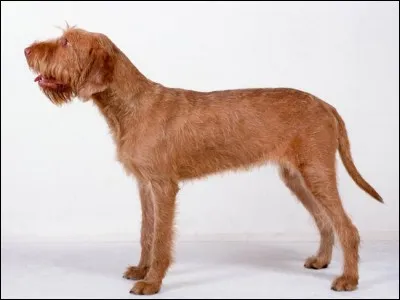 Quel est le nom de cette race de chien hongrois ?