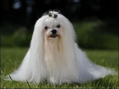 Quel est le nom de cette race de chien maltais ?