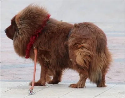 Quel est le nom de cette race de chien tibétain ?