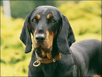 Quel est le nom de cette race de chien autrichien ?