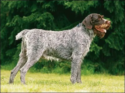 Quel est le nom de cette race de chien tchèque ?