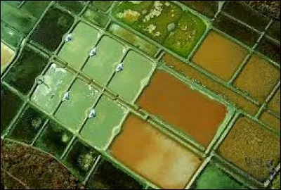 Le "quincolor" était une variété de fleur : laquelle ?