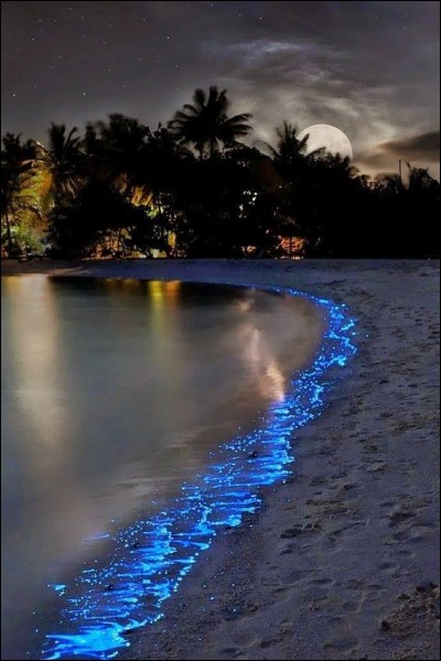 Où se trouve cette plage insolite qui scintille la nuit et dont vous serez subjugué par ce paysage féérique de l'île de Vaadhoo ?