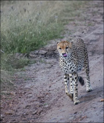 Sur une courte distance, le gu&eacute;pard est l'animal le plus rapide au monde !