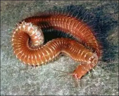 Pour terminer, comment s'appelle cet animal ?