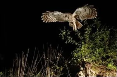 Comment appelle-t-on les animaux voyant la nuit ?